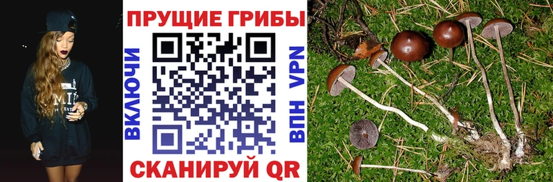Псилоцибиновые грибы прущие грибы  Купить закладки  Чехов 